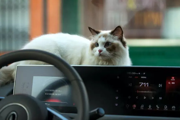 猫咪车品牌全解析，萌宠出行的时尚新选择