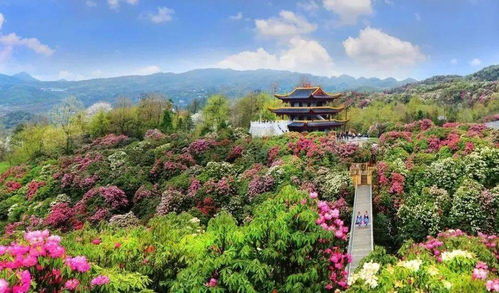 6月避暑赏花全攻略，全国热门景点TOP20+避坑指南