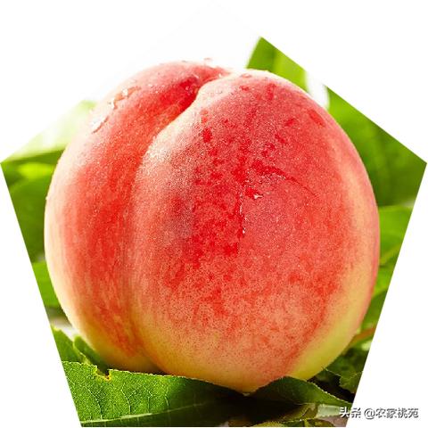 桃多多提现全攻略，2万元额度是啥水平？手把手教你提现不踩坑