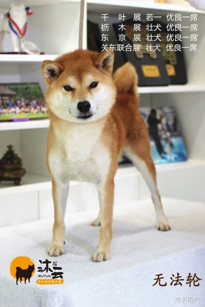 上海柴犬训练零食品牌全解析，从挑选到训练效果，一篇说清！