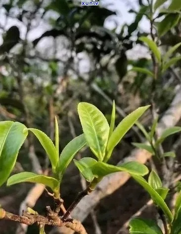 2023临沧茶叶品牌排行榜全解析，从古树茶到新锐品牌，这些茶商不容错过！