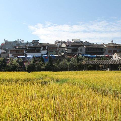从城市到田野，新时代人才如何扎根乡村发展的实战指南