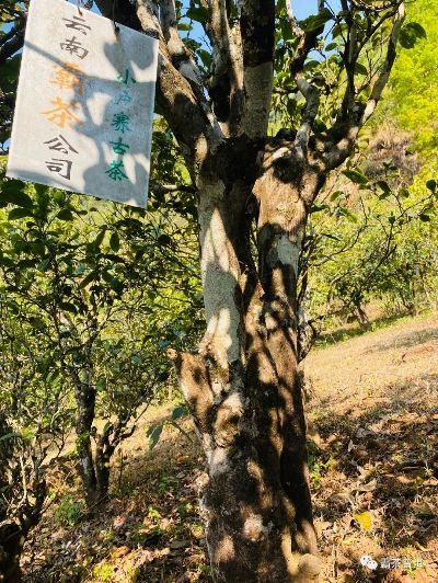 野雀舍茶叶，从深山古树到都市茶桌的自然之选