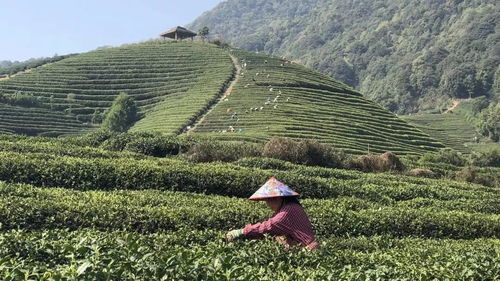 一叶知鲜 喝出中国茶山的四季呼吸