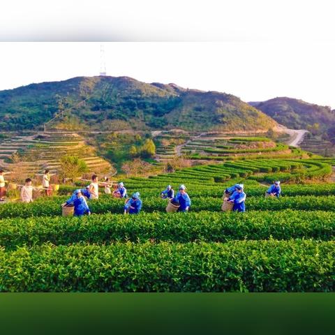 乡村振兴空间规划集聚，如何让村庄聚起来、活起来、强起来？