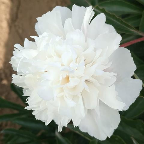 冰清芍药面膜推荐，平价好物大揭秘！学生党到宝妈都能抄作业