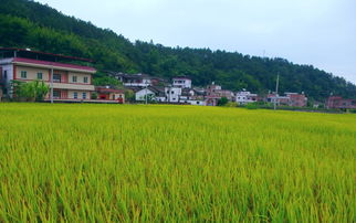 守护绿水青山，乡村大气污染防治的五大实战攻略