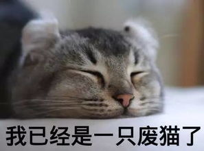 天津高蛋白猫零食品牌全解析，健康美味如何打动猫咪主子？