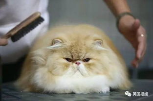 猫主子最爱的玩具大揭秘！全网最全猫用玩具品牌指南