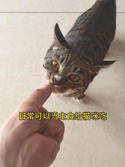 贵州生骨肉猫零食，土特产升级记，如何让猫咪吃出黔味？