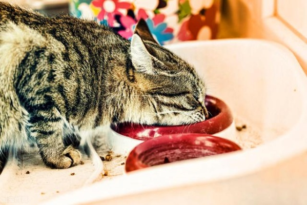 贵州生骨肉猫零食，土特产升级记，如何让猫咪吃出黔味？
