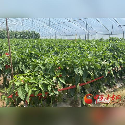 兰州品牌蔬菜加盟店推荐及案例分析