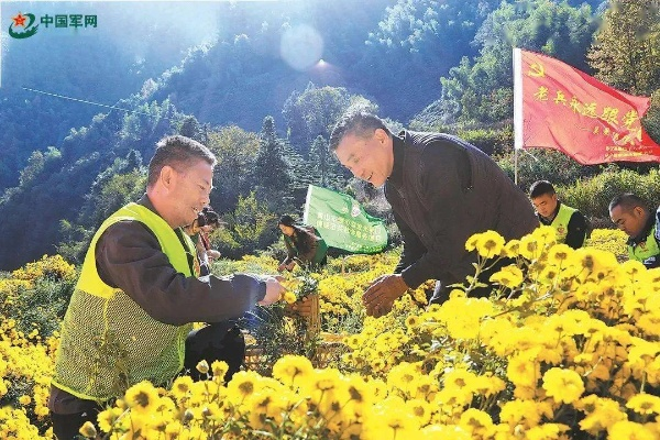 军魂铸就新乡村，退役军人如何为乡村振兴注入硬核力量