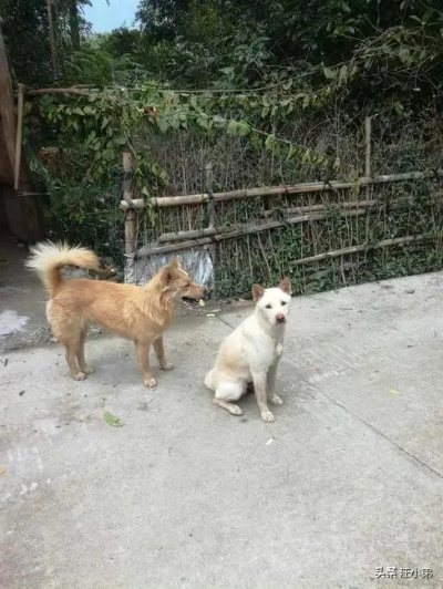 乡村寻狗指南，手把手教你找到那些自由的小家伙