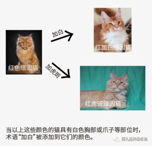 怎样提现羊小咩享花卡？一文搞懂
