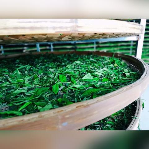 带泉的茶叶品牌那些事儿，从名字到故事，你不知道的隐藏玄机