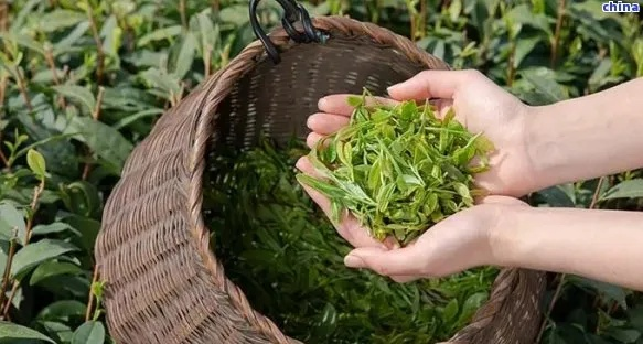 峨眉山茶叶品牌推荐，手把手教你选好茶，老铁们必看！