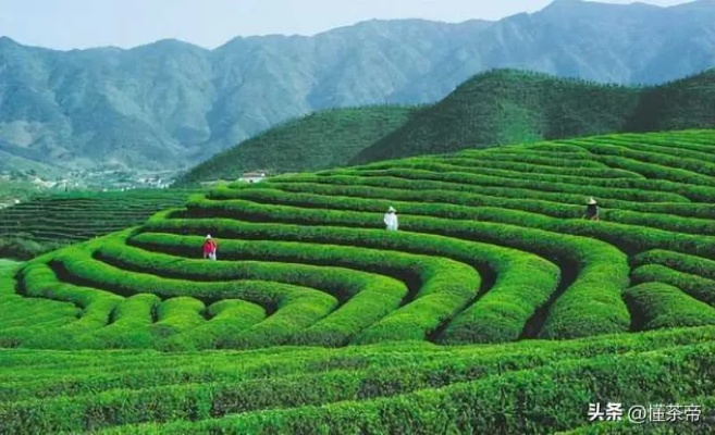 柳州茶叶品牌大比拼！2023最新口碑排行榜+选购指南