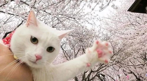大猫咪玩具选购指南，这些品牌让主子天天玩不腻