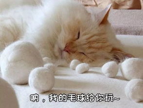 大猫咪玩具选购指南，这些品牌让主子天天玩不腻