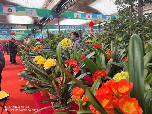 长春市鲜花加盟品牌大盘点