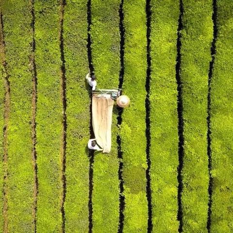 美白茶叶品牌推荐，喝出透亮肌肤的5大宝藏茶饮