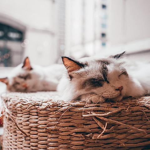 户外装备品牌cat的全方位解析