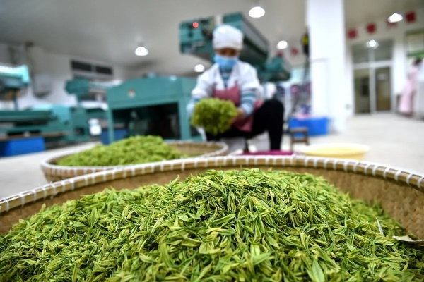 安溪茶叶自制品牌加工店，从茶园到茶杯的创业故事