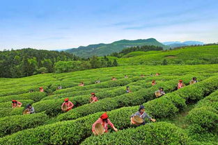重庆茶山藏好味！本地人私藏的六大茶品牌大公开