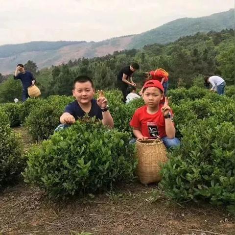 中国高端茶叶美食品牌全解析，从传统到创新，舌尖上的奢华体验