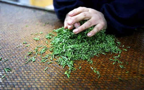 大品牌茶叶制作方法全解析，从鲜叶采摘到成品包装的12个关键步骤