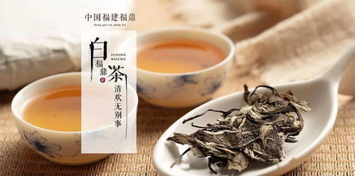 福鼎白茶加盟品牌推荐，品味好喝之道
