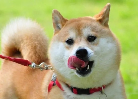 柴犬家长必看！这8大零食品牌让毛孩子吃出健康快乐