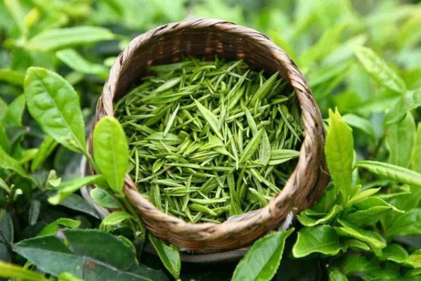 温性茶叶推荐指南，如何选对茶，喝出健康好气色？