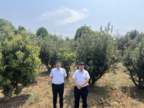 广西工商银行助力乡村振兴的三步走战略，从田间地头到金融赋能