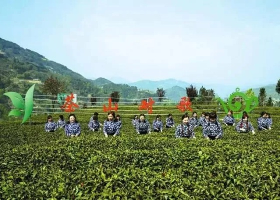 紫阳茶叶品牌全解析，藏在秦巴山间的茶香密码
