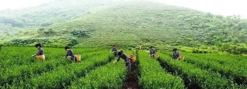紫阳茶叶品牌全解析，藏在秦巴山间的茶香密码