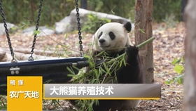 熊猫直播改昵称全攻略，手把手教你轻松换名不翻车