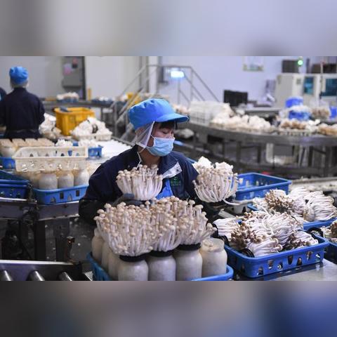 乡村振兴的三大法宝，产业、人才、生态