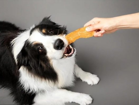 给狗狗挑零食的终极指南，如何避免踩雷选对健康零食