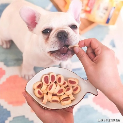 给狗狗挑零食的终极指南，如何避免踩雷选对健康零食