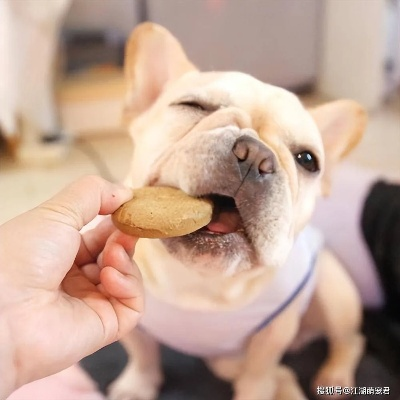 给狗狗挑零食的终极指南，如何避免踩雷选对健康零食