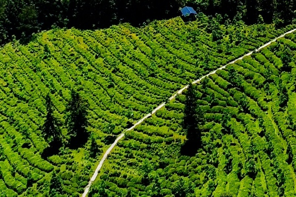 利川沁茗园茶叶，深山好茶出大山，一杯茶里品武陵
