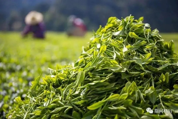 利川沁茗园茶叶，深山好茶出大山，一杯茶里品武陵