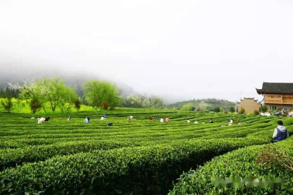 利川沁茗园茶叶，深山好茶出大山，一杯茶里品武陵