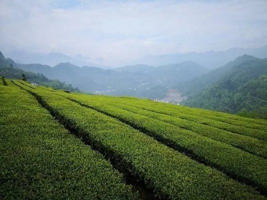 利川沁茗园茶叶，深山好茶出大山，一杯茶里品武陵