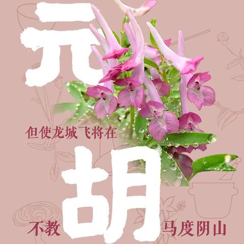 磐安中医药品牌，传承与创新的典范