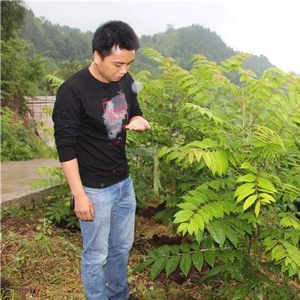 发展乡村香椿产业，从种植到销售的实战指南