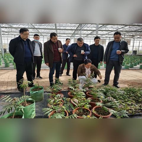 发展乡村香椿产业，从种植到销售的实战指南