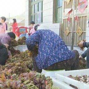 发展乡村香椿产业，从种植到销售的实战指南